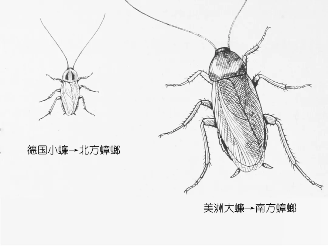 樓層這么高，為什么蟑螂仍能飛檐走壁，寄居室內(nèi)？