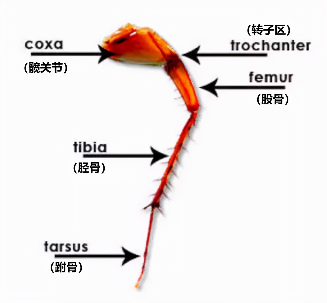 樓層這么高，為什么蟑螂仍能飛檐走壁，寄居室內(nèi)？