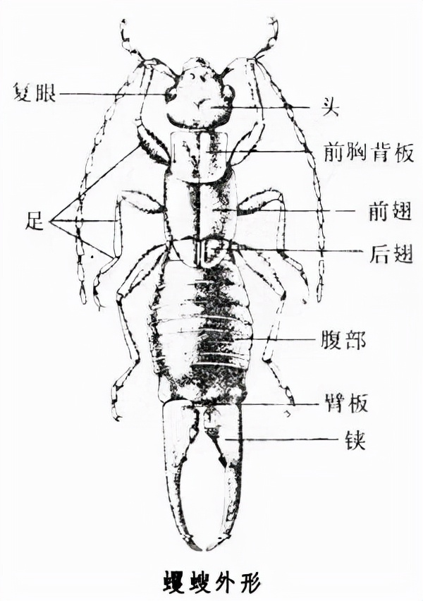 衛(wèi)生間“耳蟲(chóng)”是從哪來(lái)的？怎么將它們徹底消滅？